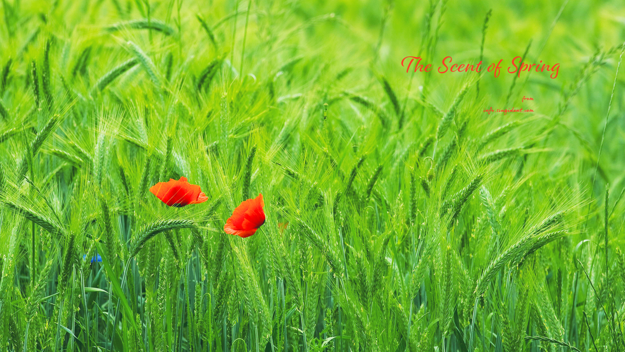 08 꽃양귀비 두송이 C - The Scent of Spring 꽃배경화면