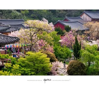 서산 개심사 청벚꽃 개화시기 명소_6