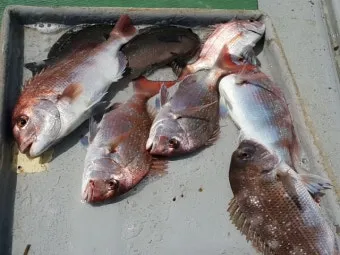 디낚 점주조황 인낚 부낚 어부지리 바다낚시_18