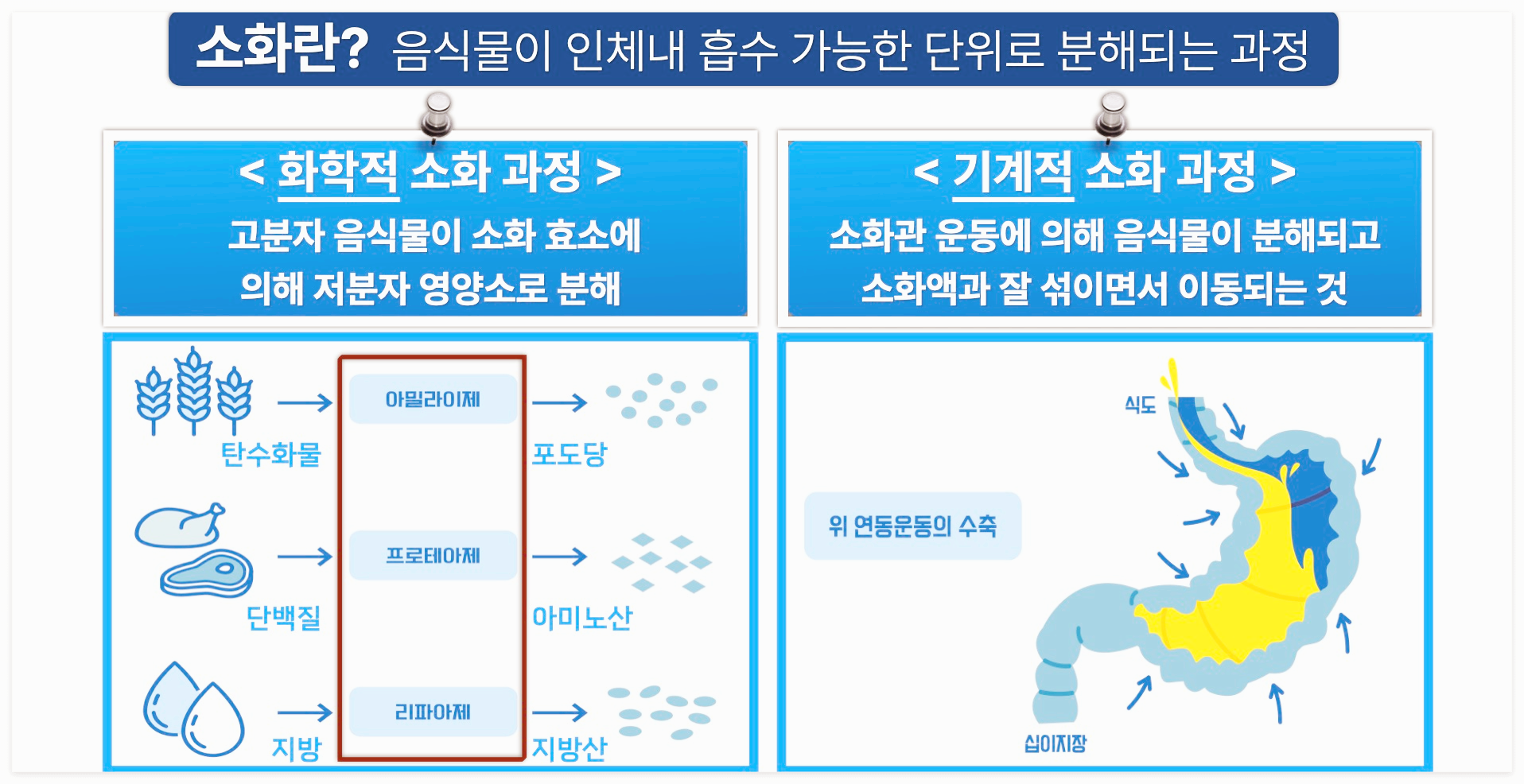 소화에 대해 화학적 소화와 기계적 소화를 구분하여 설명한 사진입니다.