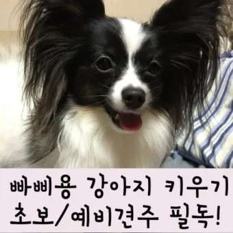 빠삐용 가격 키우기 분양 수명 먹이 성격 종류_19