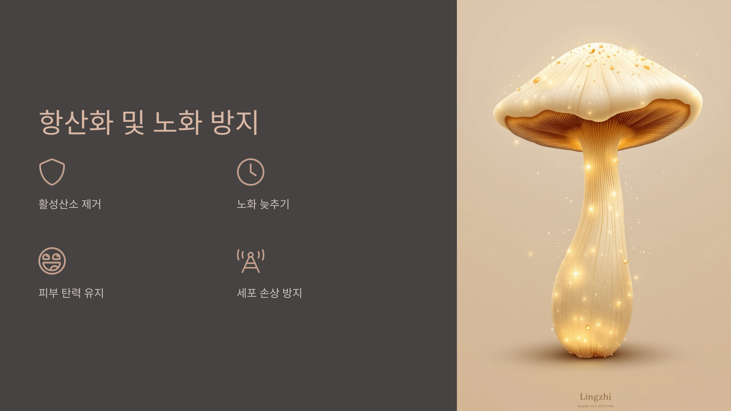 영지버섯 사진입니다.