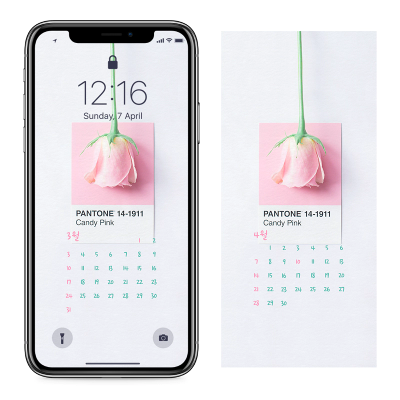 01 분홍색 장미 AB - 2024년3월 아이폰달력배경화면