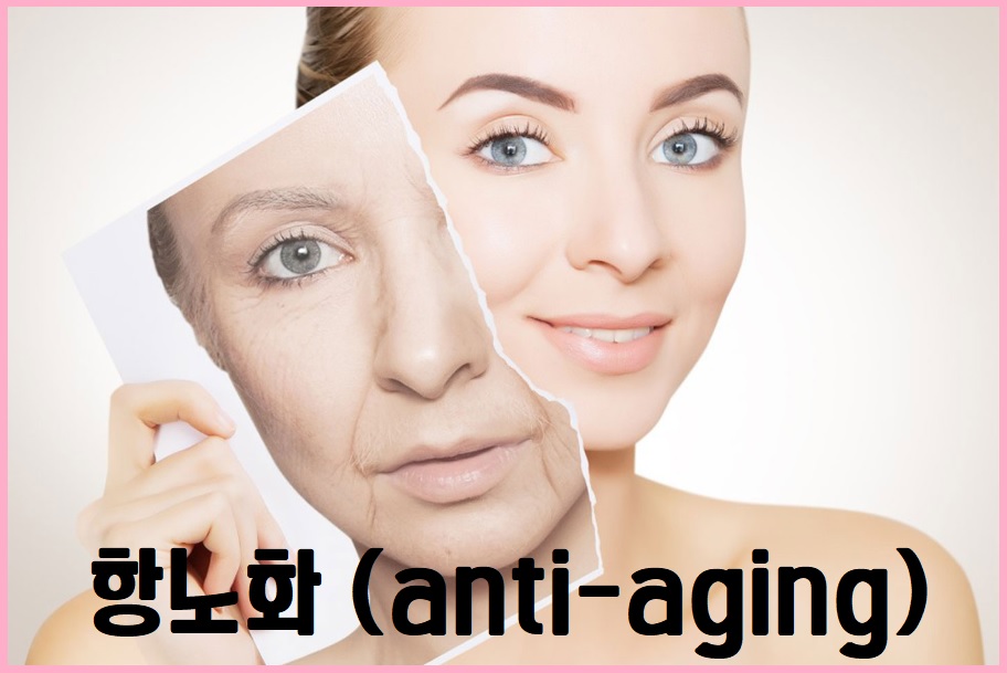 항노화(Anti-aging)