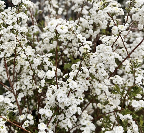노지월동 정원수 
