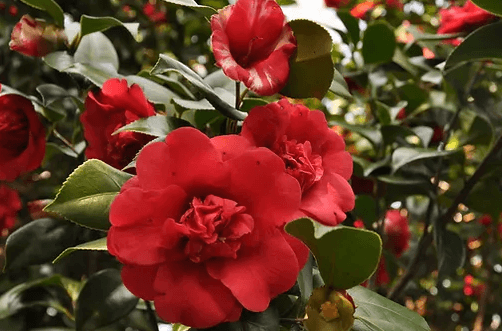 카멜리아힐-동백꽃