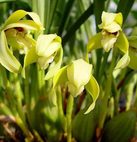 막실라리아 꽃 피우기6