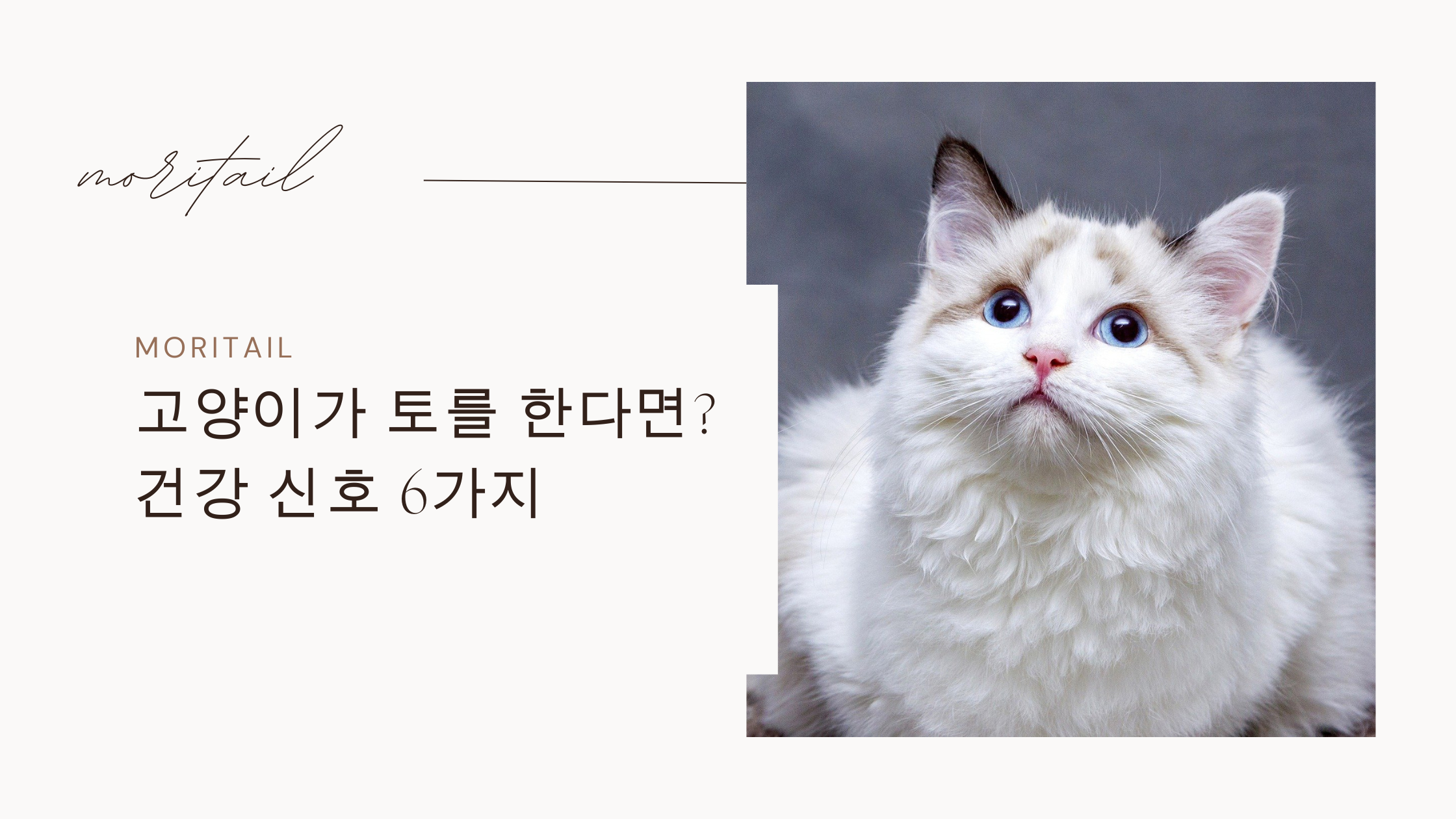 고양이 토를 한다면? 건강신호 6가지