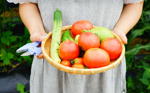 옥상 텃밭의 진화