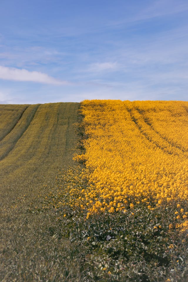 4월 맑은 날씨 꽃