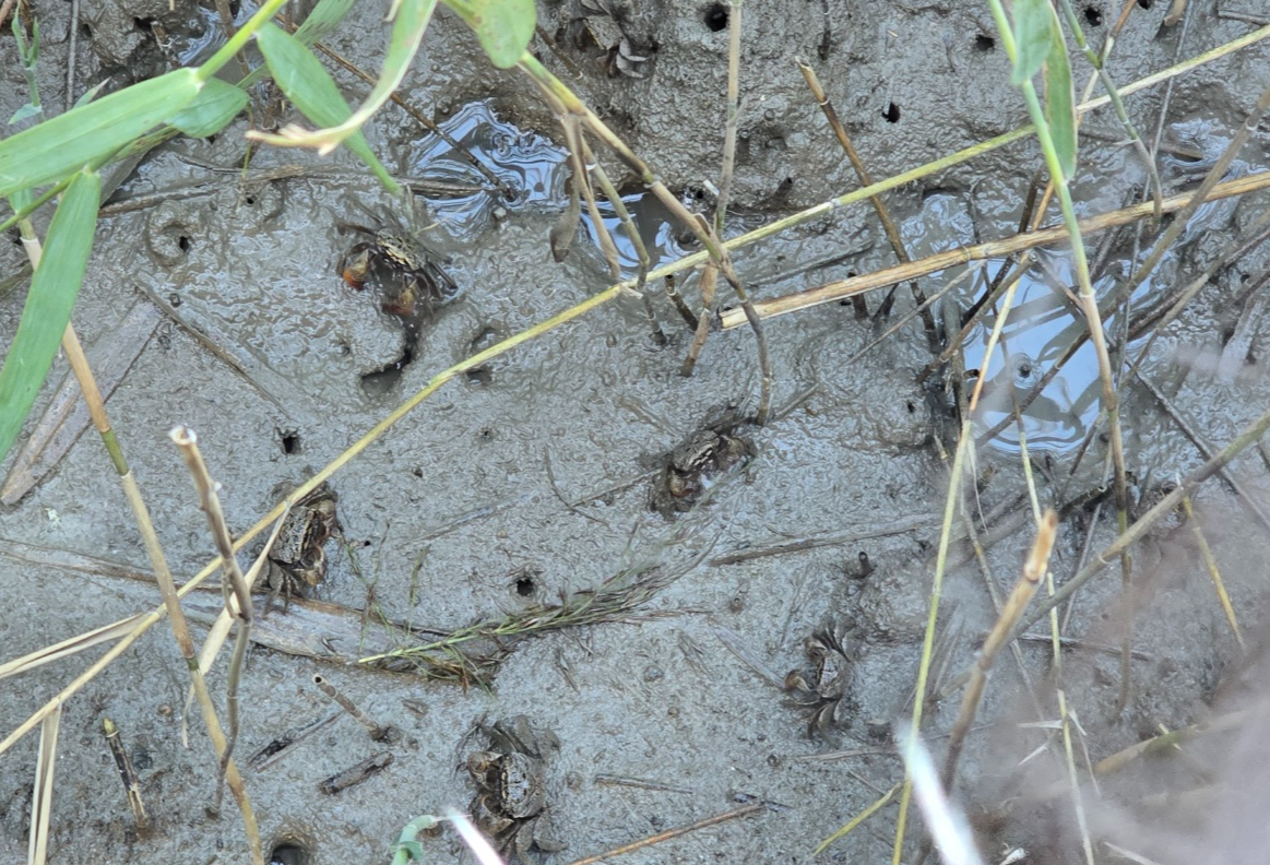 갈대 사이 게 사진