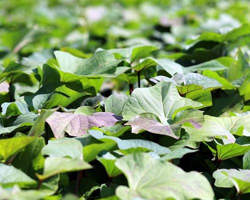고구마잎 고구마 줄기 효능