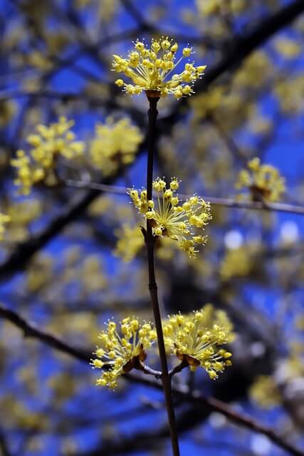 구례 산수유축제
