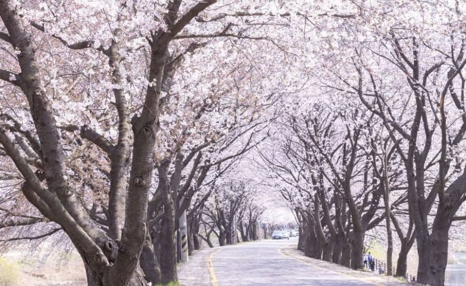 2025년 전국 벚꽃 축제 베스트 10 ❘ 놓치면 후회할 벚꽃 명소