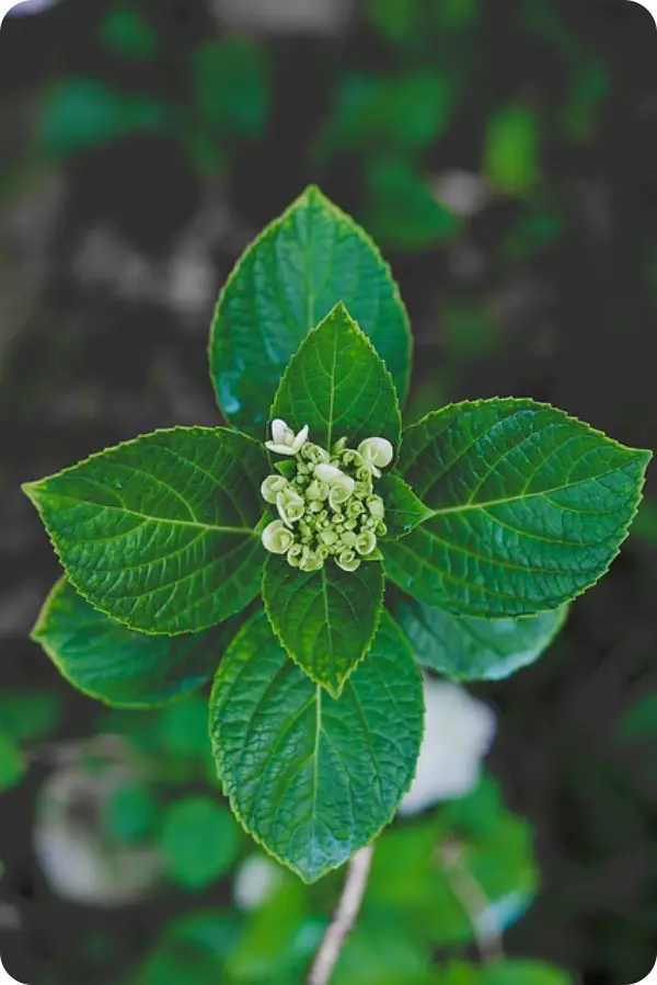 장생포 수국축제