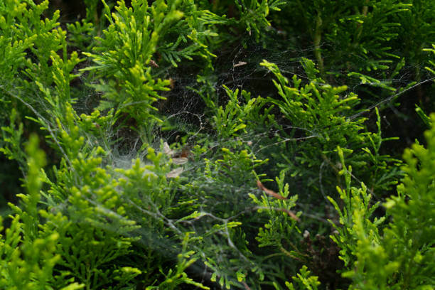 송담 효능 부작용 및 섭취 방법