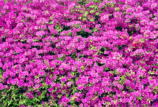 봄 꽃축제 가서 예쁘게 찍은 꽃 사진