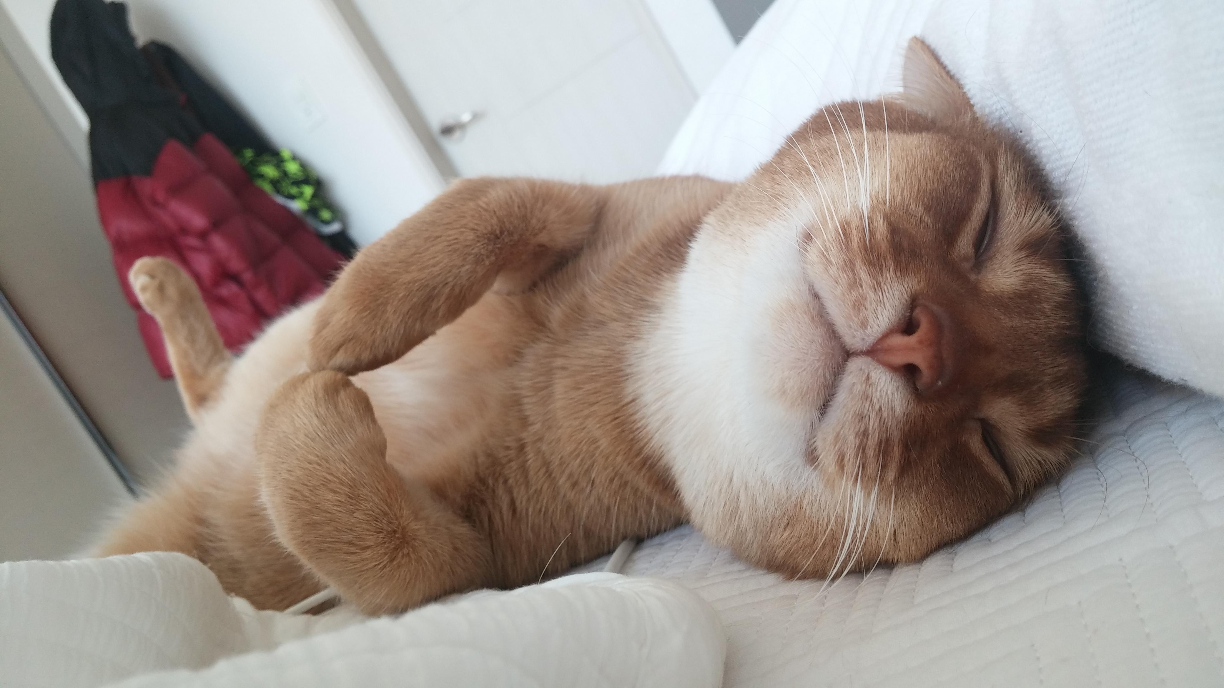 아비시니안 집지키는 고양이