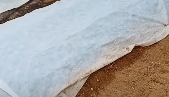 강낭콩 파종시기와 거름 주는 방법 정리 1 1