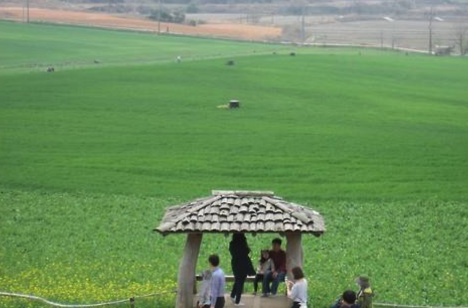 고창-청보리밭-축제