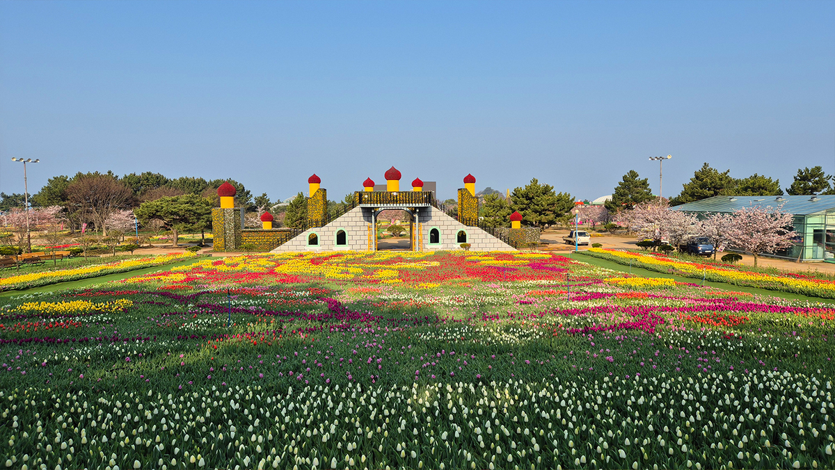 태안튤립축제 기간 장소 입장료 할인 주차장 맛집 방포항길