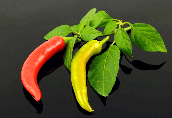 빨간 고추와 녹색 고추가 나란히 있고 초록색 고춧잎들도 있다.