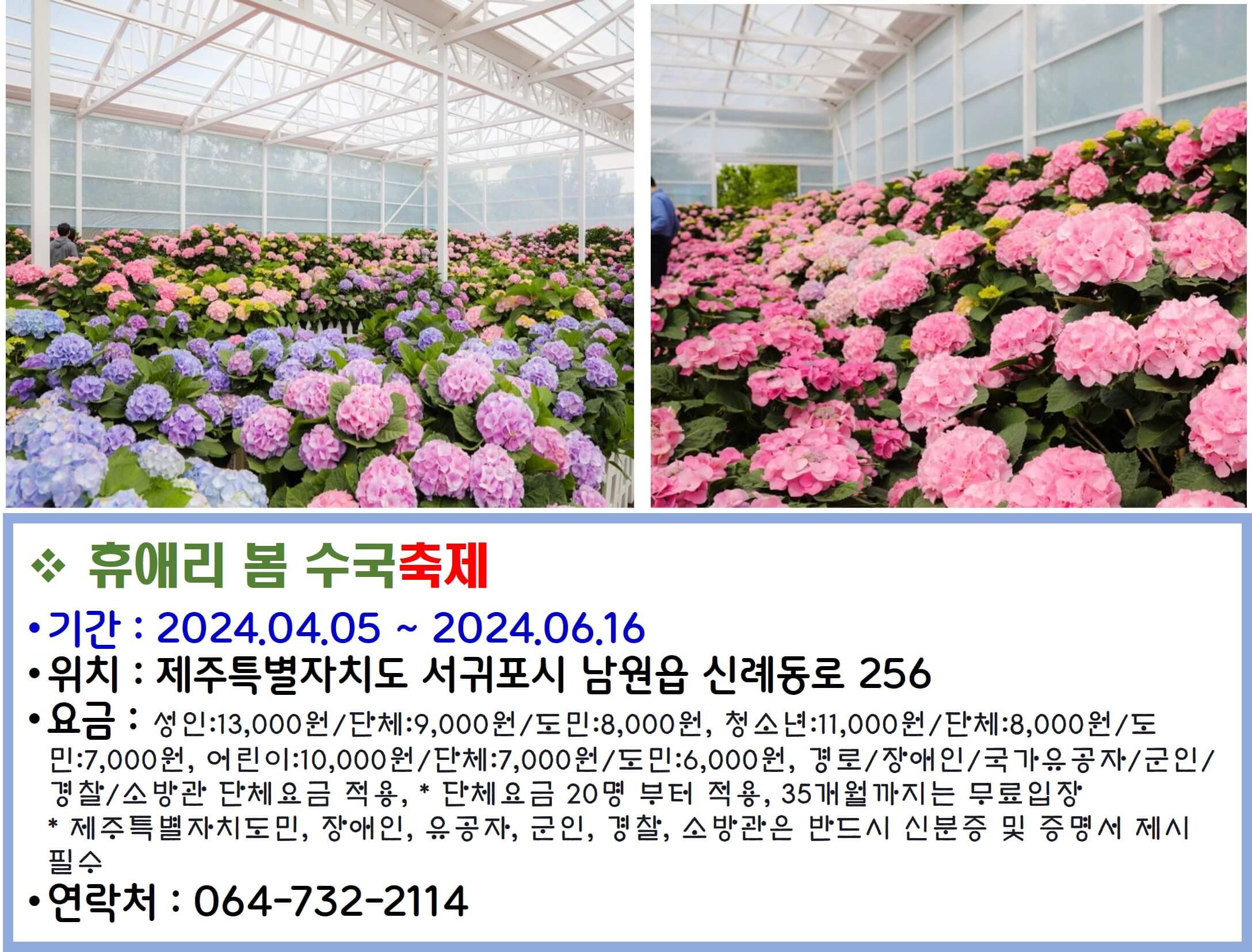 휴애리 봄 수국축제