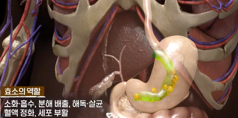 효소 효능