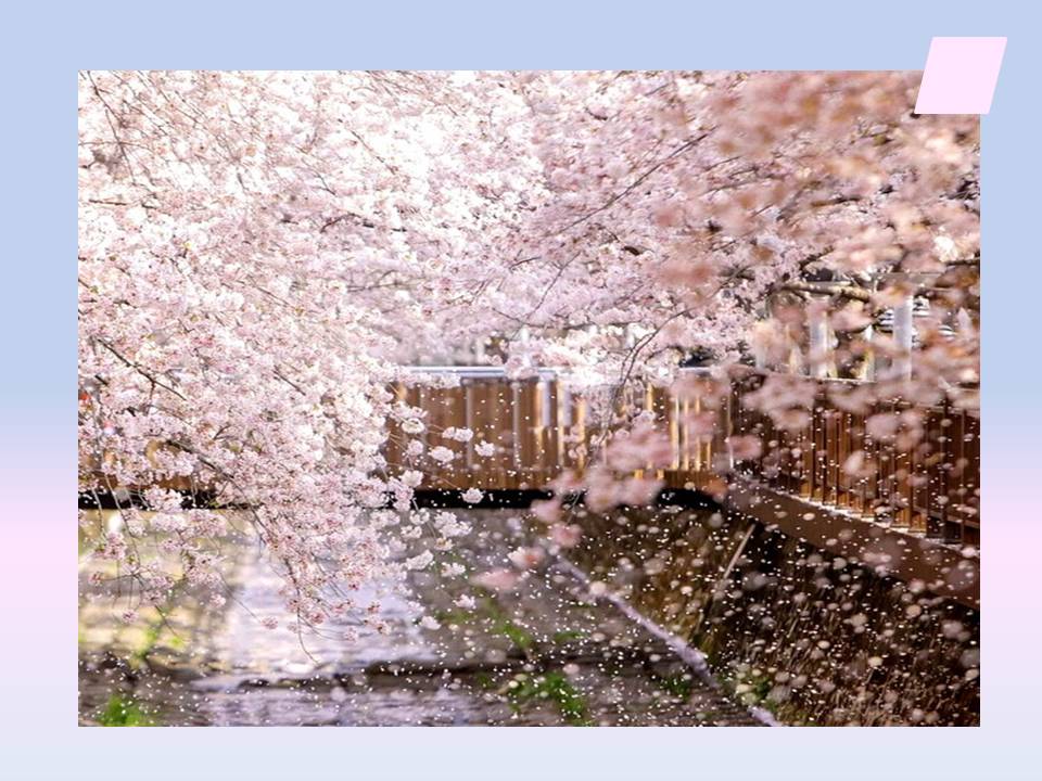 인천 벚꽃 명소 추천