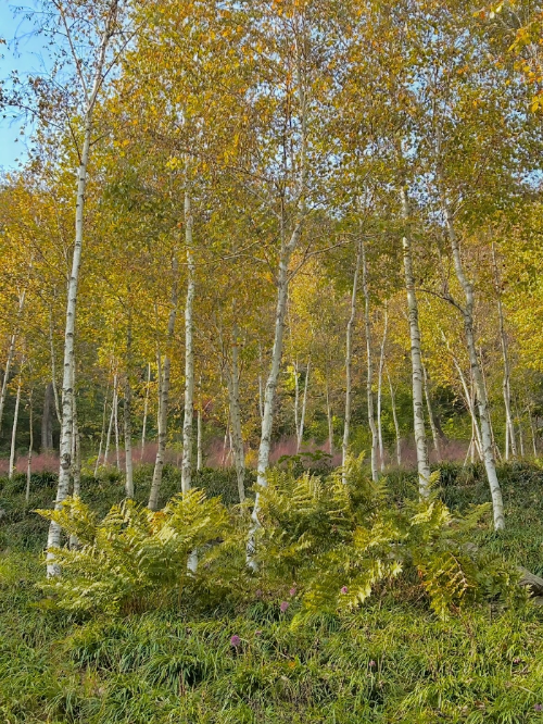 화담숲 자작나무숲