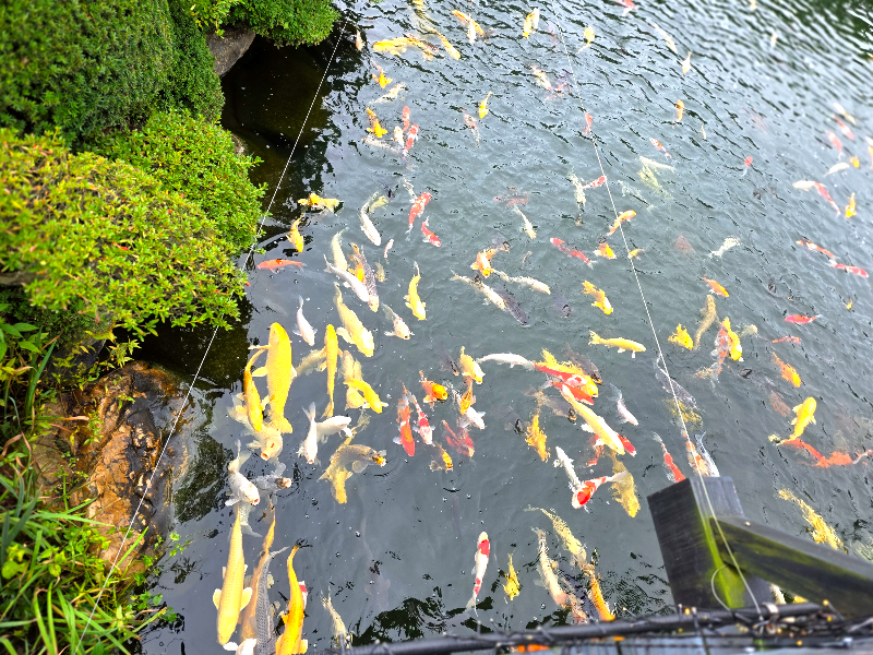 연못에 잉어가 많다.
