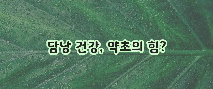 담낭에 좋은 약초 4가지