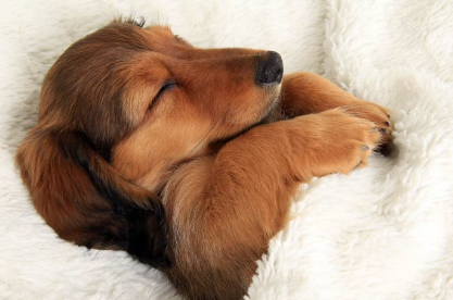 개는 같이 잘 사람을 고르고 있어