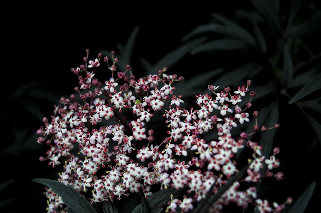 Bloom.
