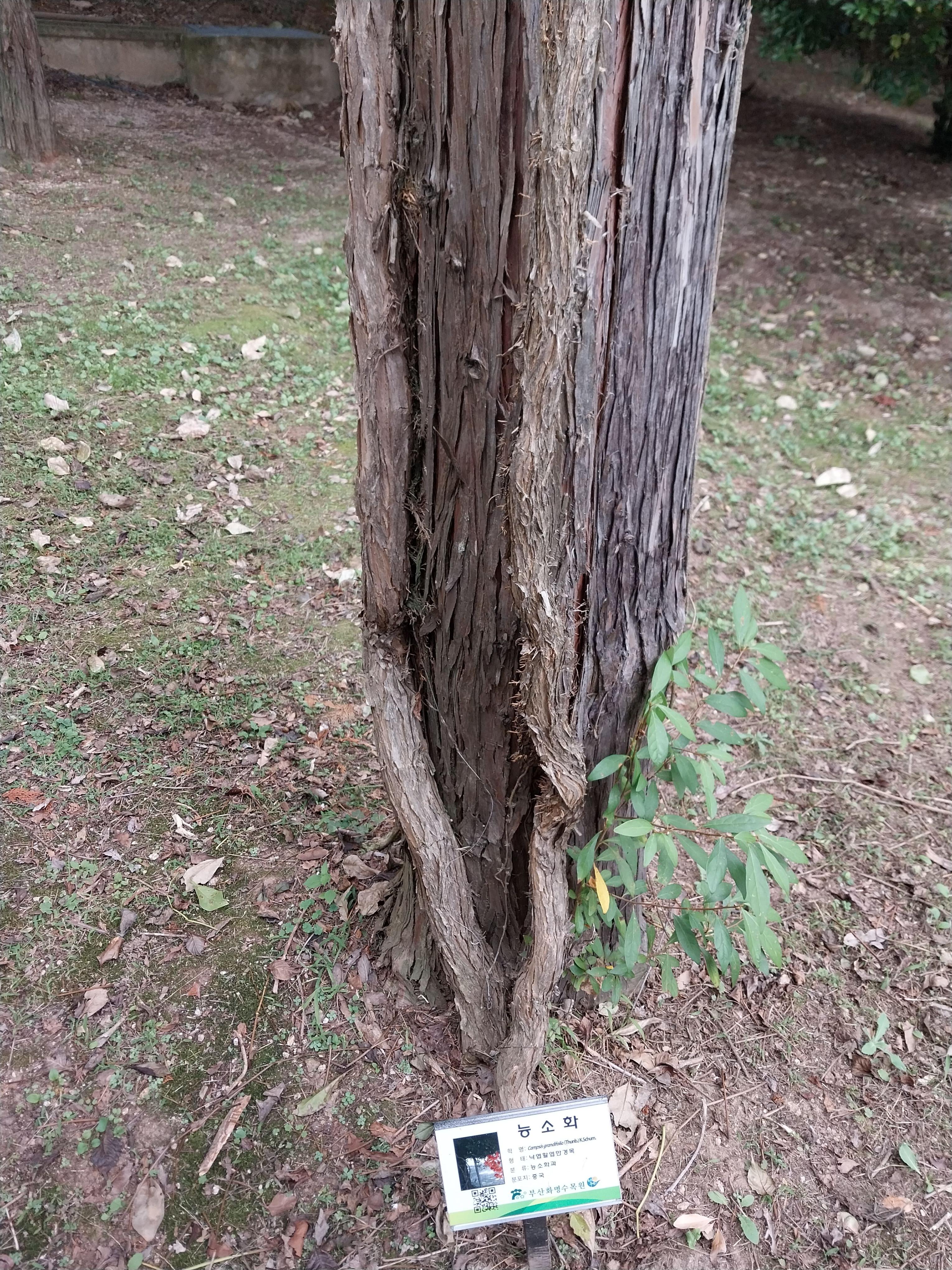 능소화_줄기1