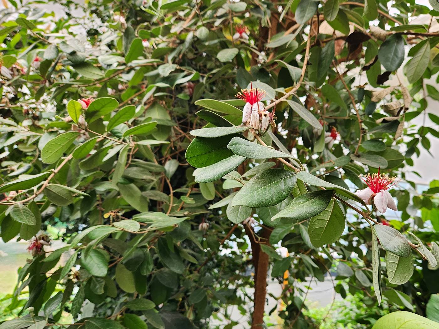 페이조아(파인애플구아바) Feijoa