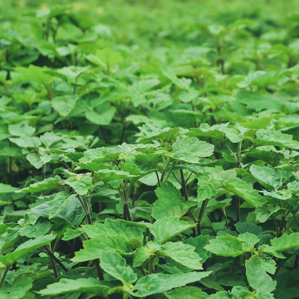 딥디크-딥티크-오데썽-Eau-des-sens-patchuoli