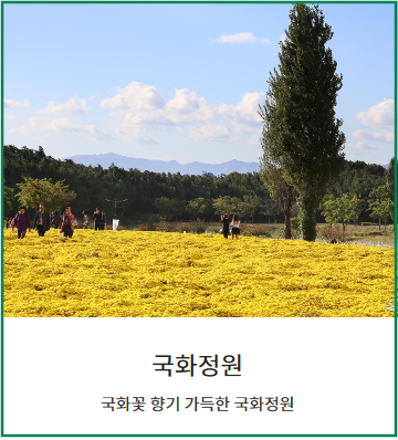 태화강 국가정원 봄꽃축제-국화정원