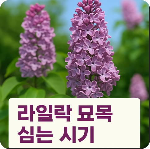 라일락 꽃 묘목 심는 시기와 정식 방법