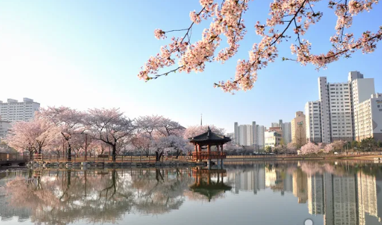 광주벚꽃명소