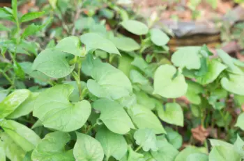 어성초 효능 효과 및 영양성분&amp;#44; 부작용