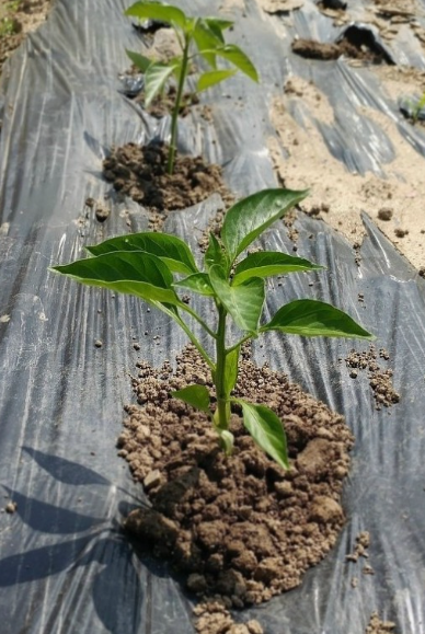 고추심기(고추 심는시기, 파종시기, 심는간격, 심는방법) 고추키우기 총정리!