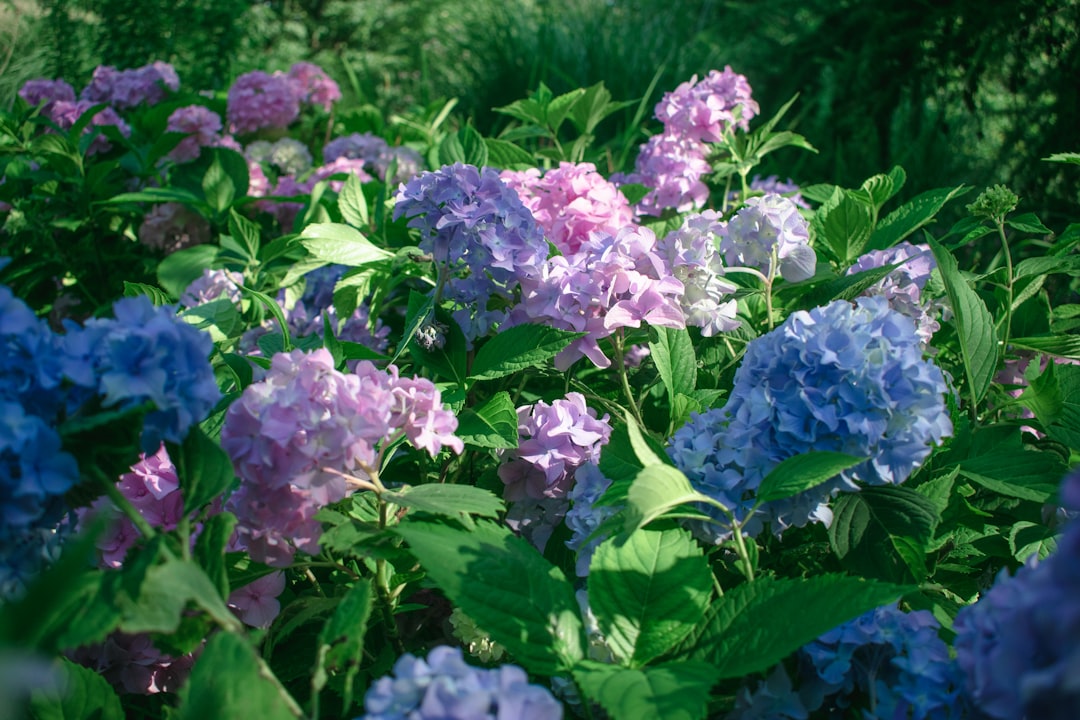Hydrangea