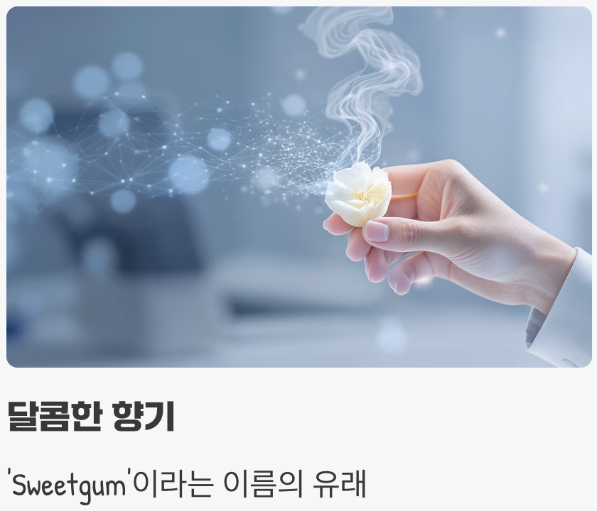 나무껍질과 향기&amp;#44; 숨겨진 매력
