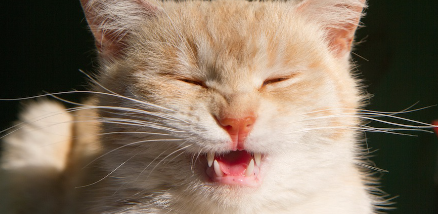 재채기를 하는 새끼 고양이.