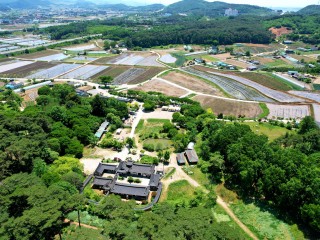 서산 유기방가옥 수선화축제 개화 상황
