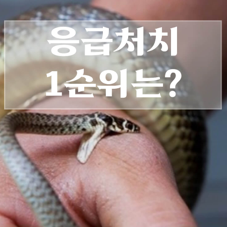 뱀에-물렸을때-응급처치