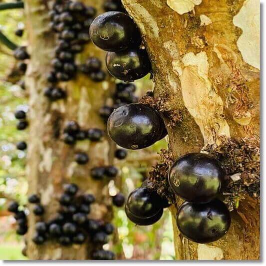 자보티카바 효능 및 법과 주의점, 자보티카바 생과