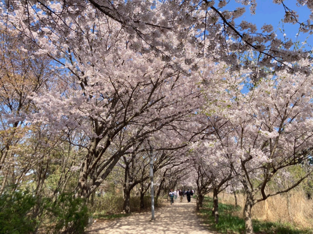 인천 영종도 세계 평화의 숲