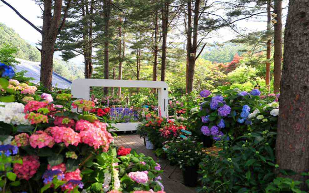 아침고요 수국전시회